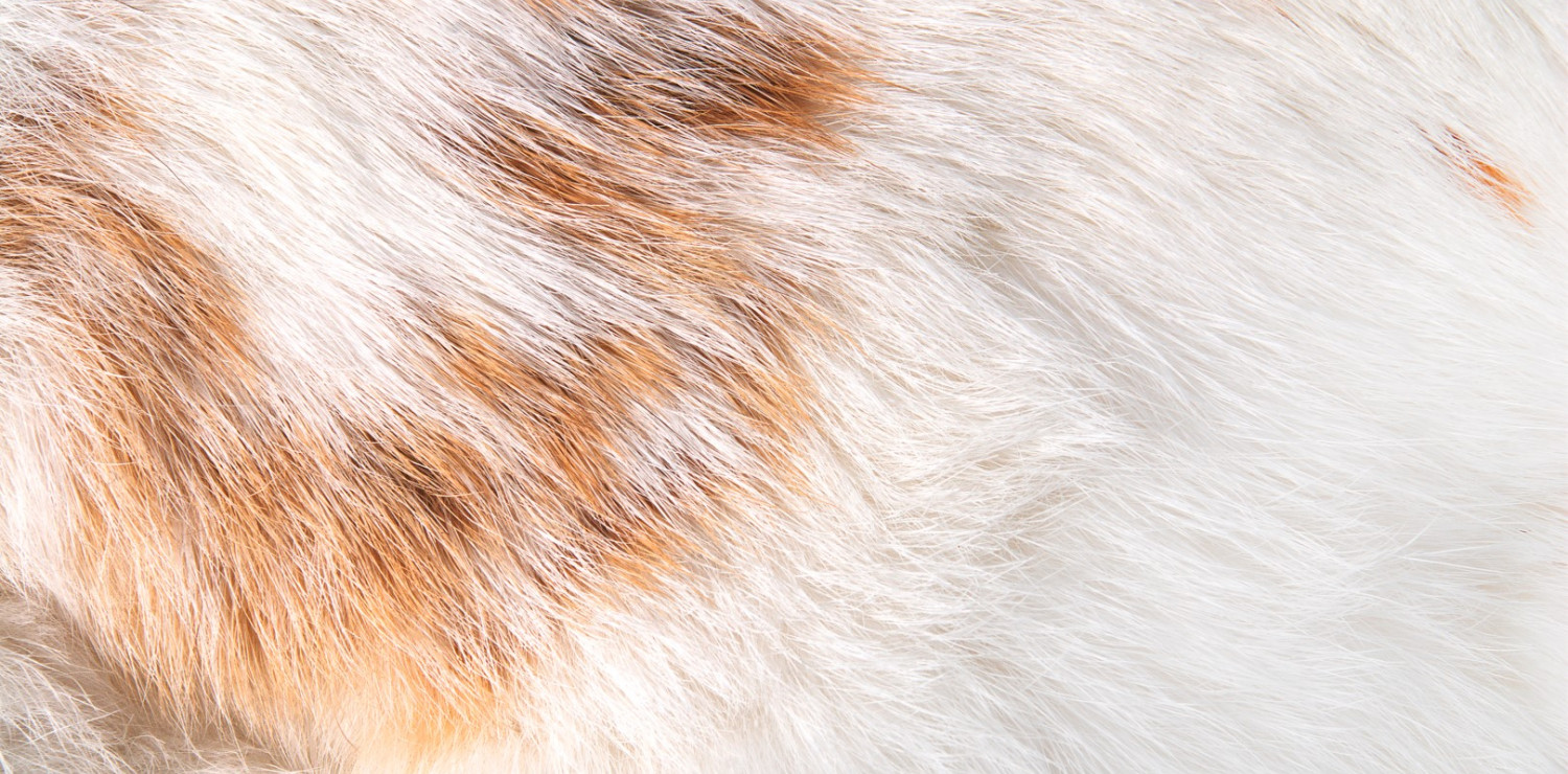 Restaurant Goona, Schneehase